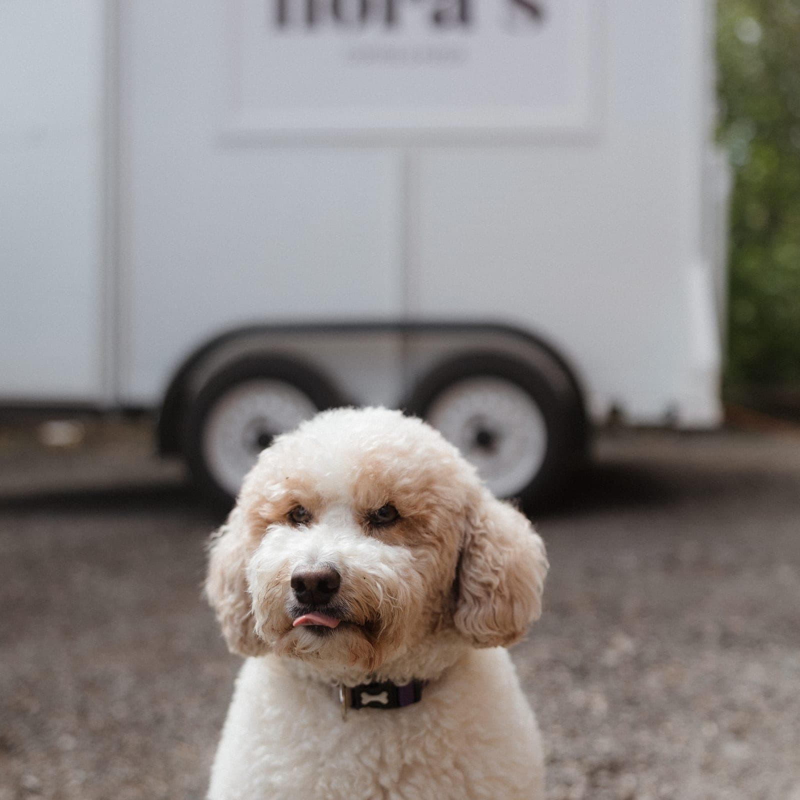 A fluffy dog sitting in front of the Nora’s trailer